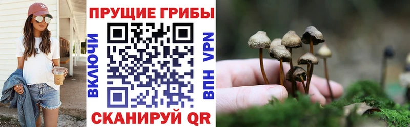 Псилоцибиновые грибы Psilocybine cubensis  Купить закладки  Прохладный 